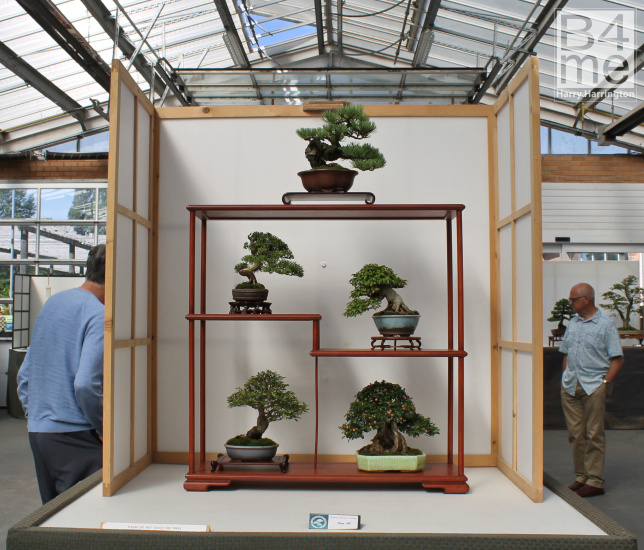 Shohin bonsai display